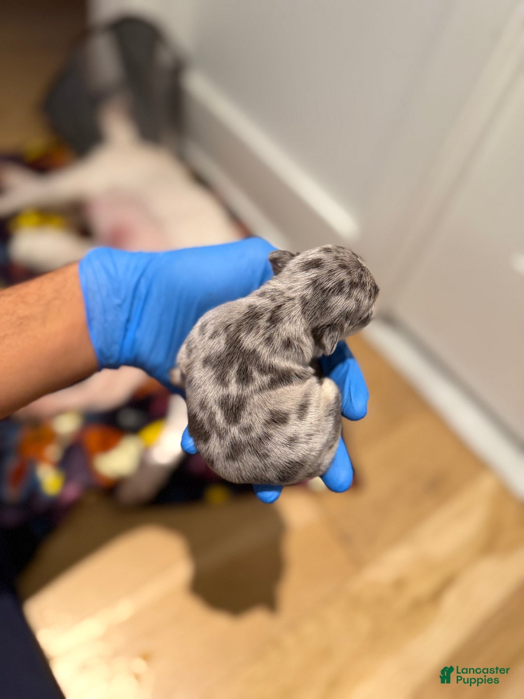 French Bulldog dogs for sale: Aspen - Ad 2