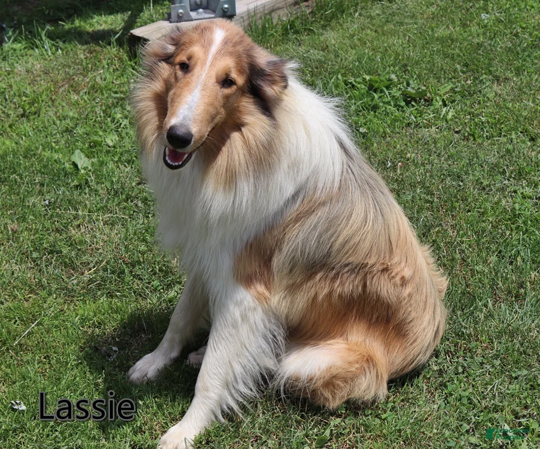 Collie dogs for sale: Pine - Ad 3