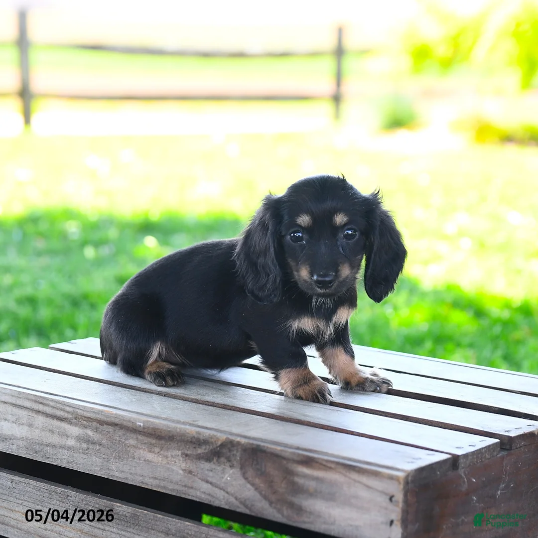 Miniature Dachshund dogs for sale: Shayla - Ad 1