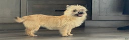 Cairn Terrier dogs for sale: Jayce - Ad 6