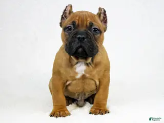 American Bully dogs Black Fawn Male - Ad 8