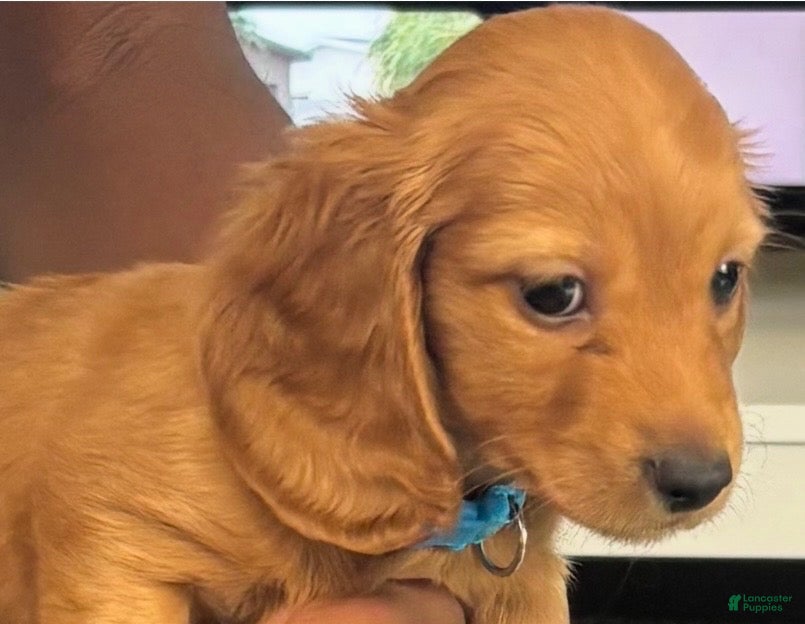Miniature Dachshund dogs Miniature Dachshund 1 - Ad 38
