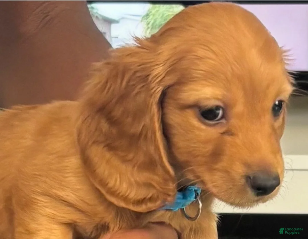 Miniature Dachshund dogs for sale: Miniature Dachshund 1 - Ad 1