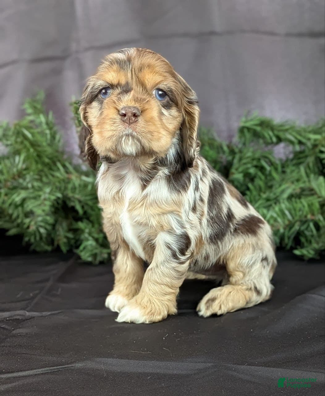 Cocker Spaniel dogs Voilet - Ad 26
