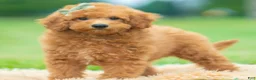 Maltipoo dogs for sale: Callie - Ad 4