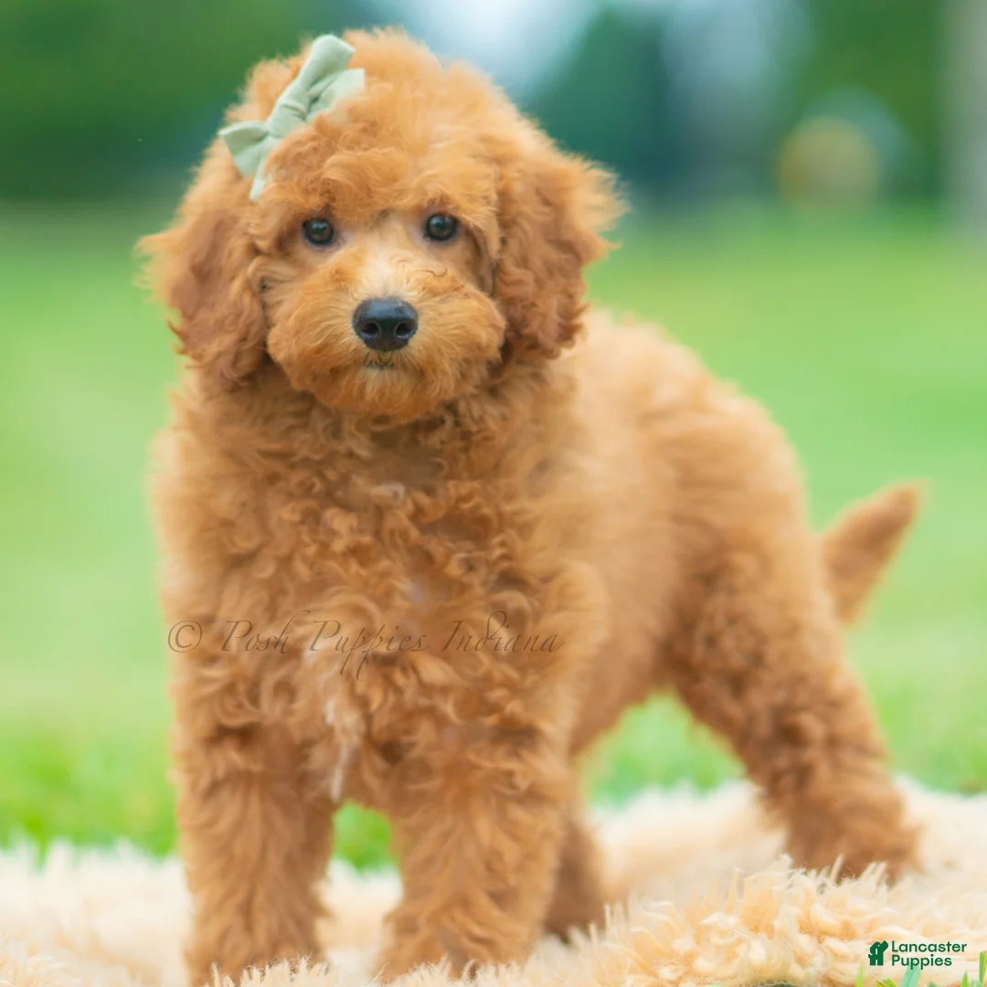Maltipoo dogs for sale: Callie - Ad 4
