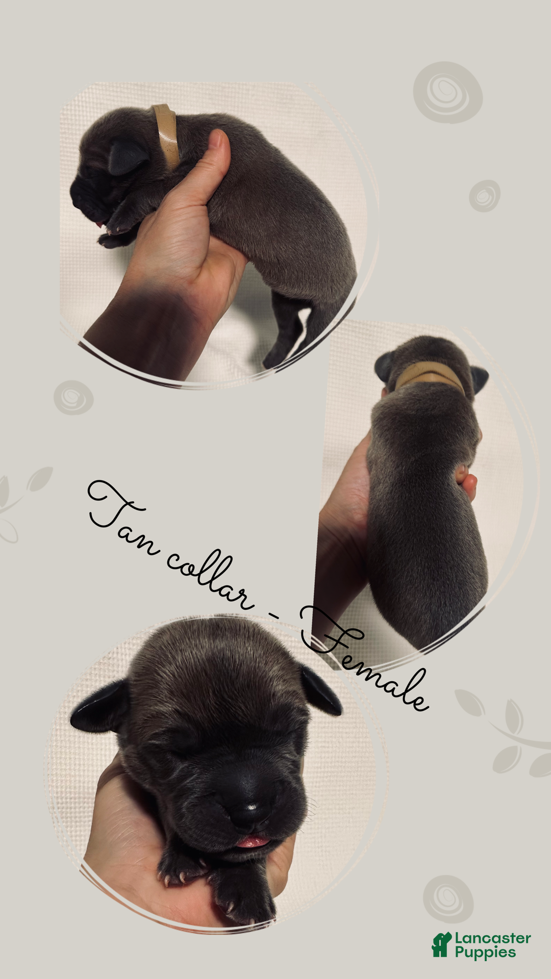 Great Dane dogs for sale: Tan Collar - Ad 4