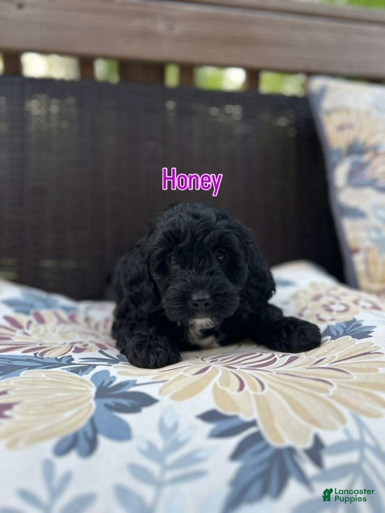 Mini Bernedoodle dogs Mini Bernedoodle Puppy 4 - Ad 21