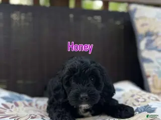Mini Bernedoodle dogs Mini Bernedoodle Puppy 4 - Ad 21