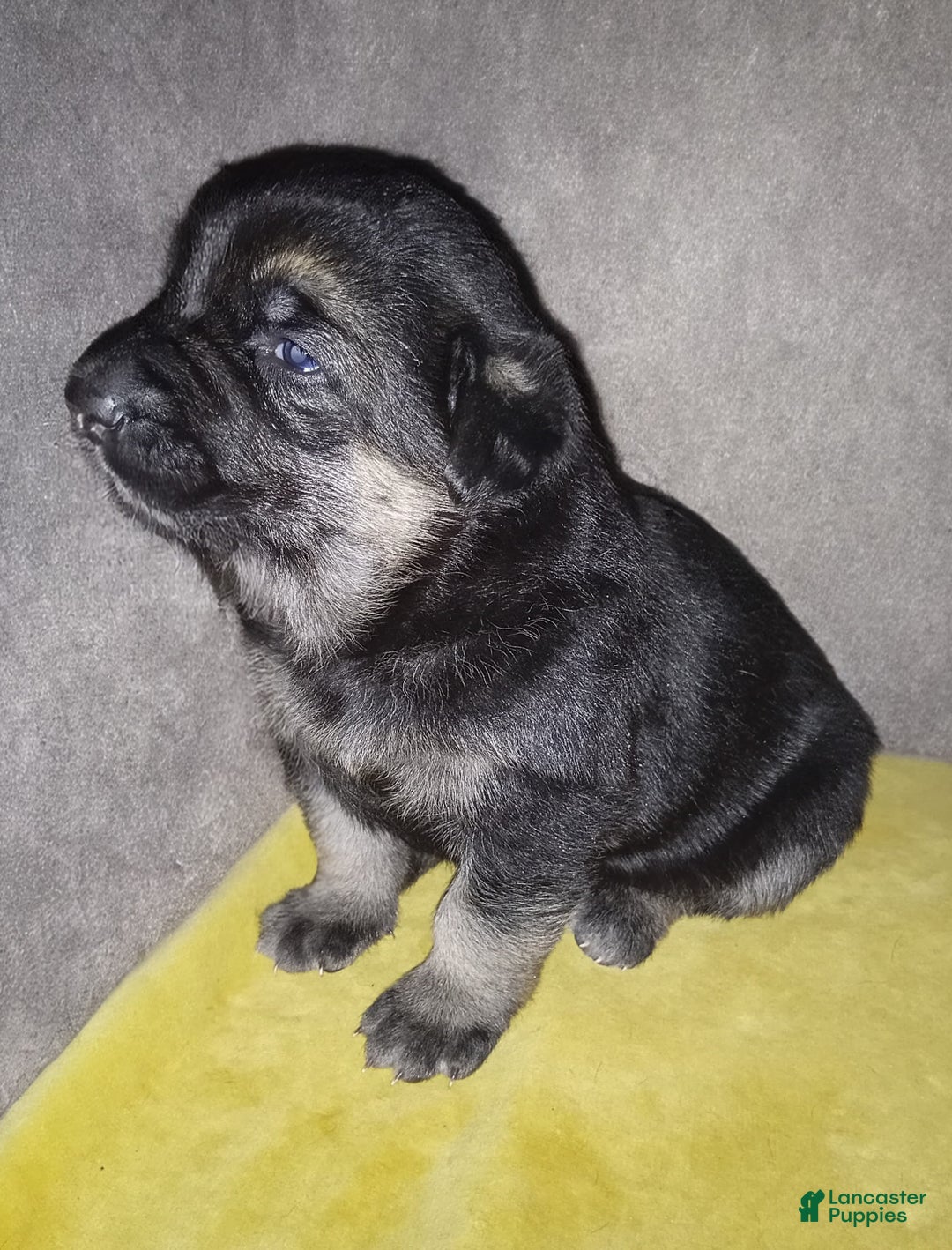 German Shepherd dogs for sale: Diamond - Ad 18