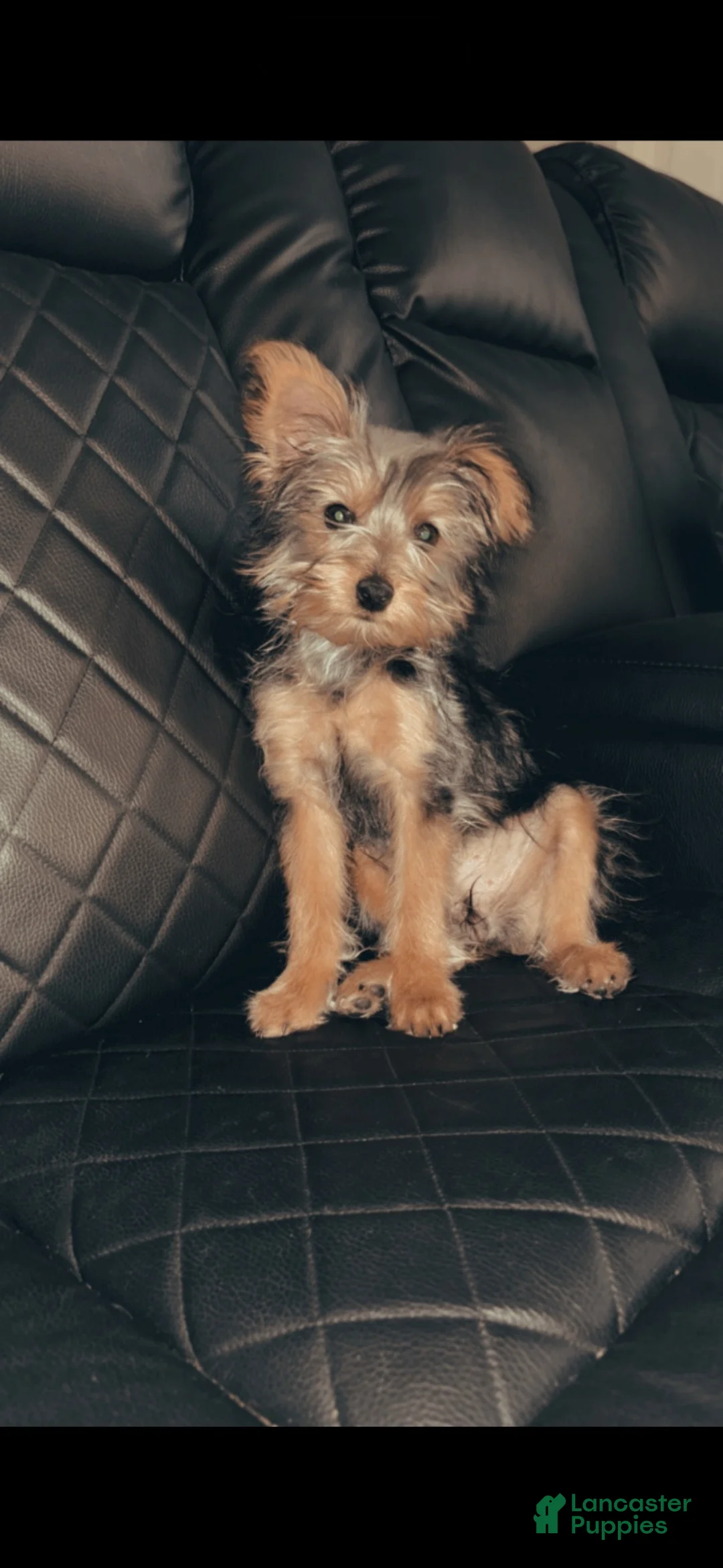 Yorkshire Terrier dogs for sale: Yorkshire Terrier 1 - Ad 1