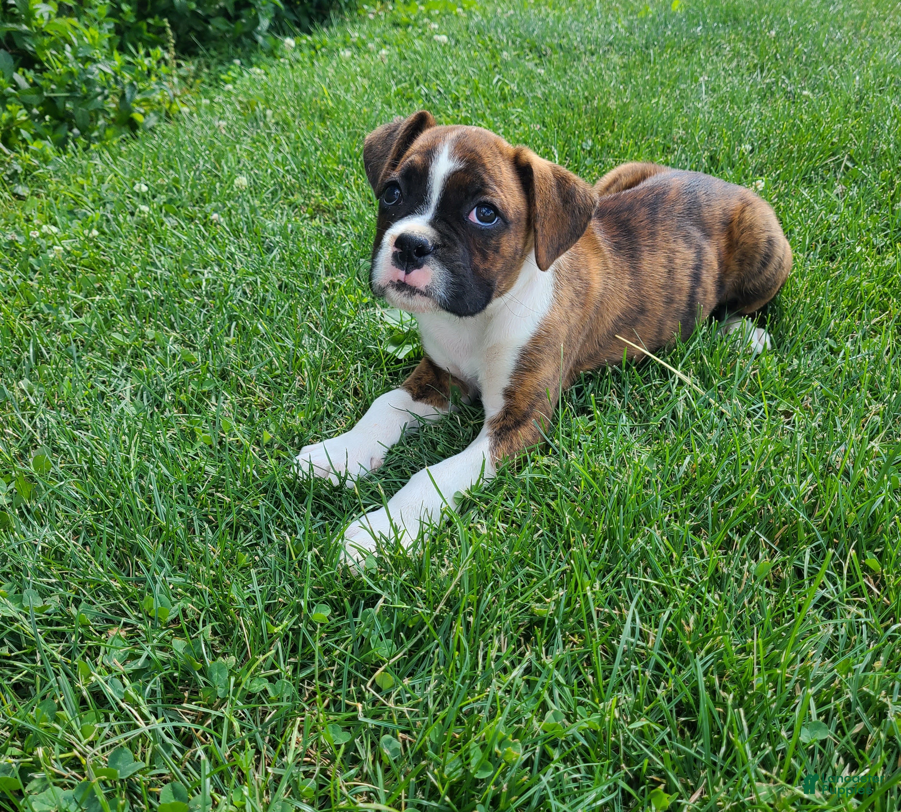 Boxer dogs Benny - Ad 1