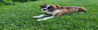 Benny
