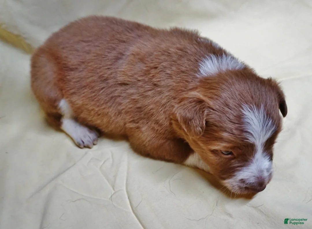 Border Collie dogs for sale: Bryson - Ad 3