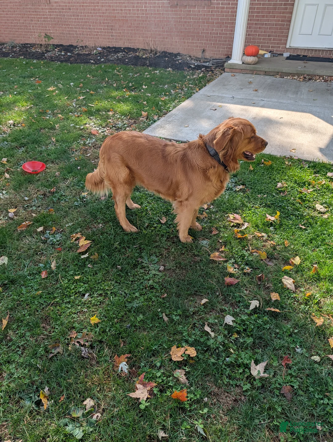 Golden Retriever dogs for sale: Duke  - Ad 21