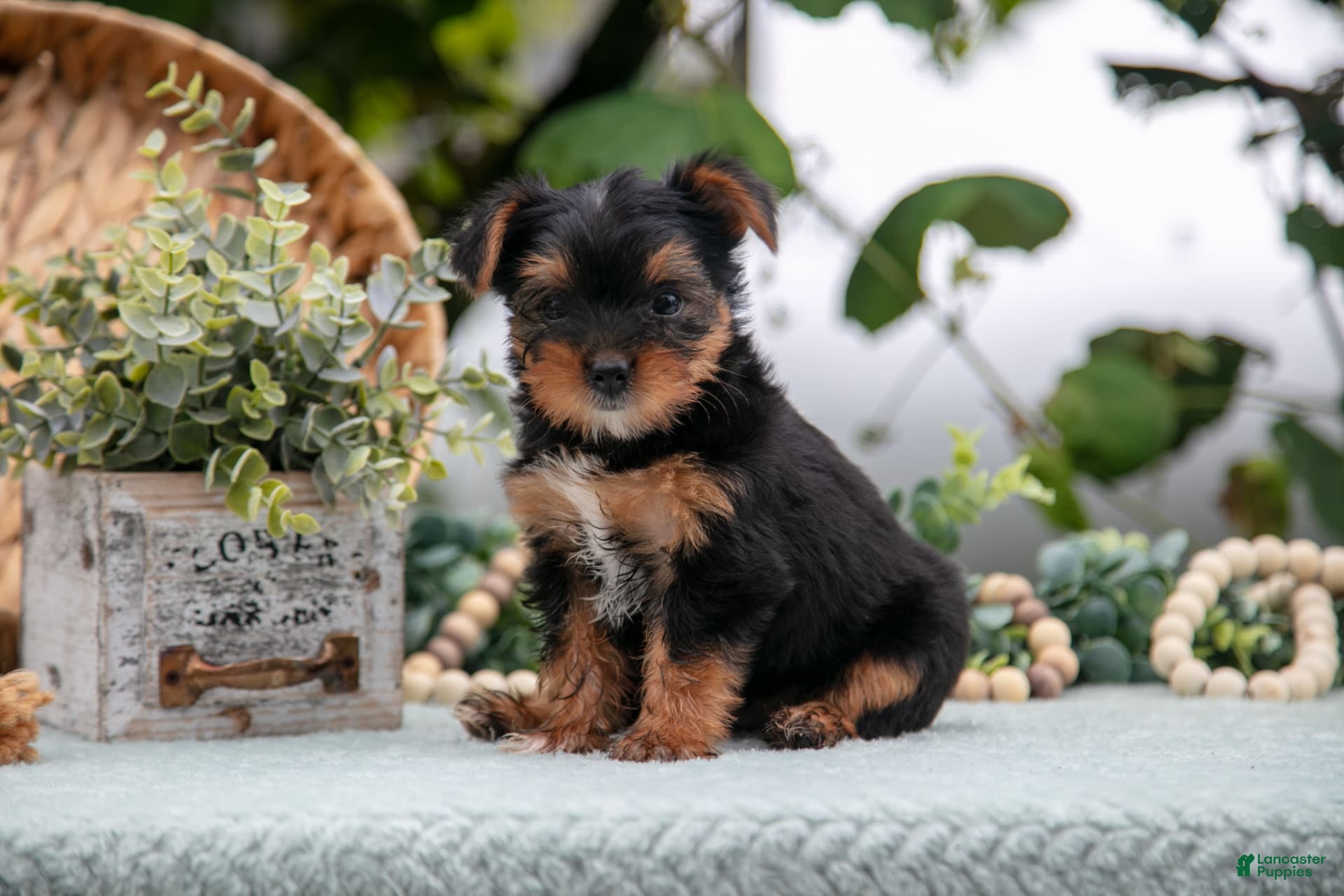 Shorkie dogs Holly - Ad 16