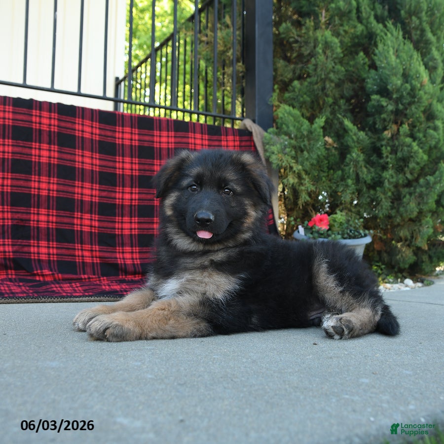 Mixed Breed dogs Ralph  - Ad 2