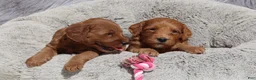 Mini Goldendoodle dogs for sale: Muffin 🌷GenClearParents - Ad 4
