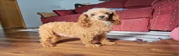 Miniature Poodle dogs for sale: Rosie  - Ad 9