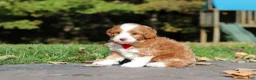 Cavapoo dogs for sale: Myles - Ad 6
