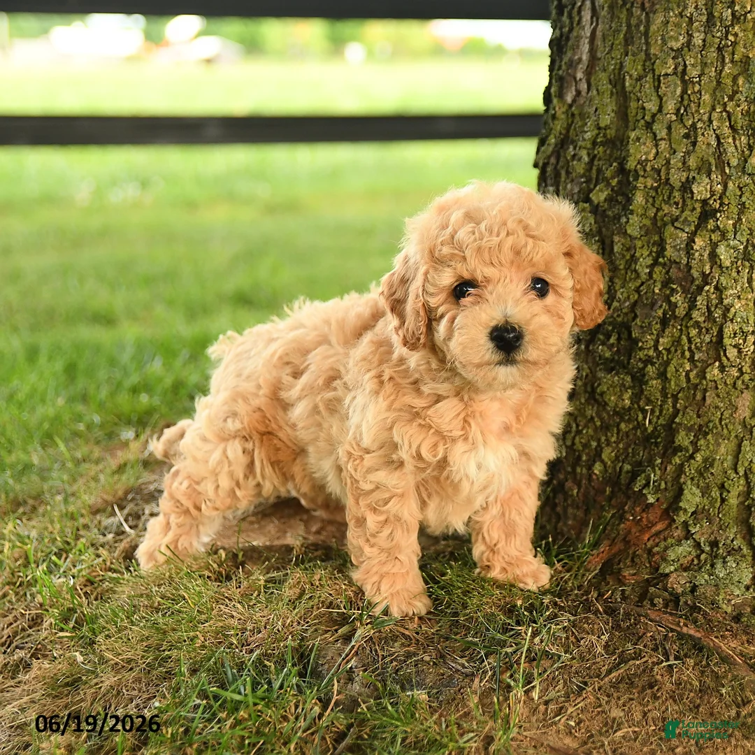 Bichpoo dogs for sale: Donovan - Ad 1