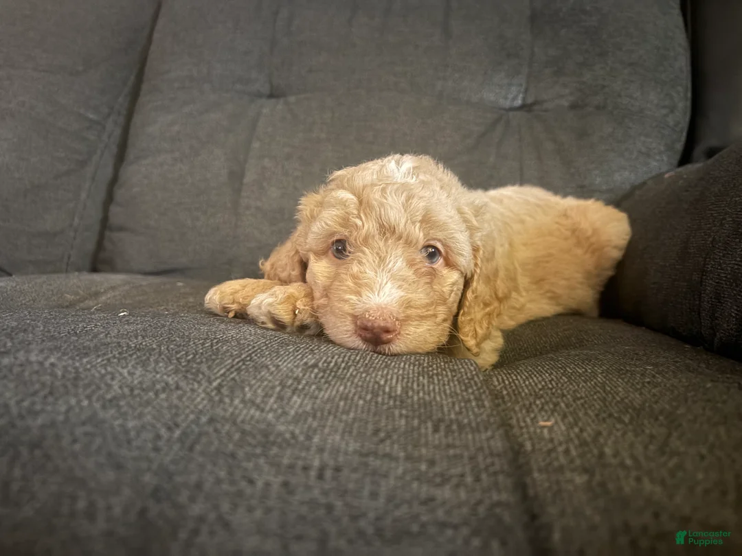 Aussiedoodle dogs for sale: Buttercup - Ad 1