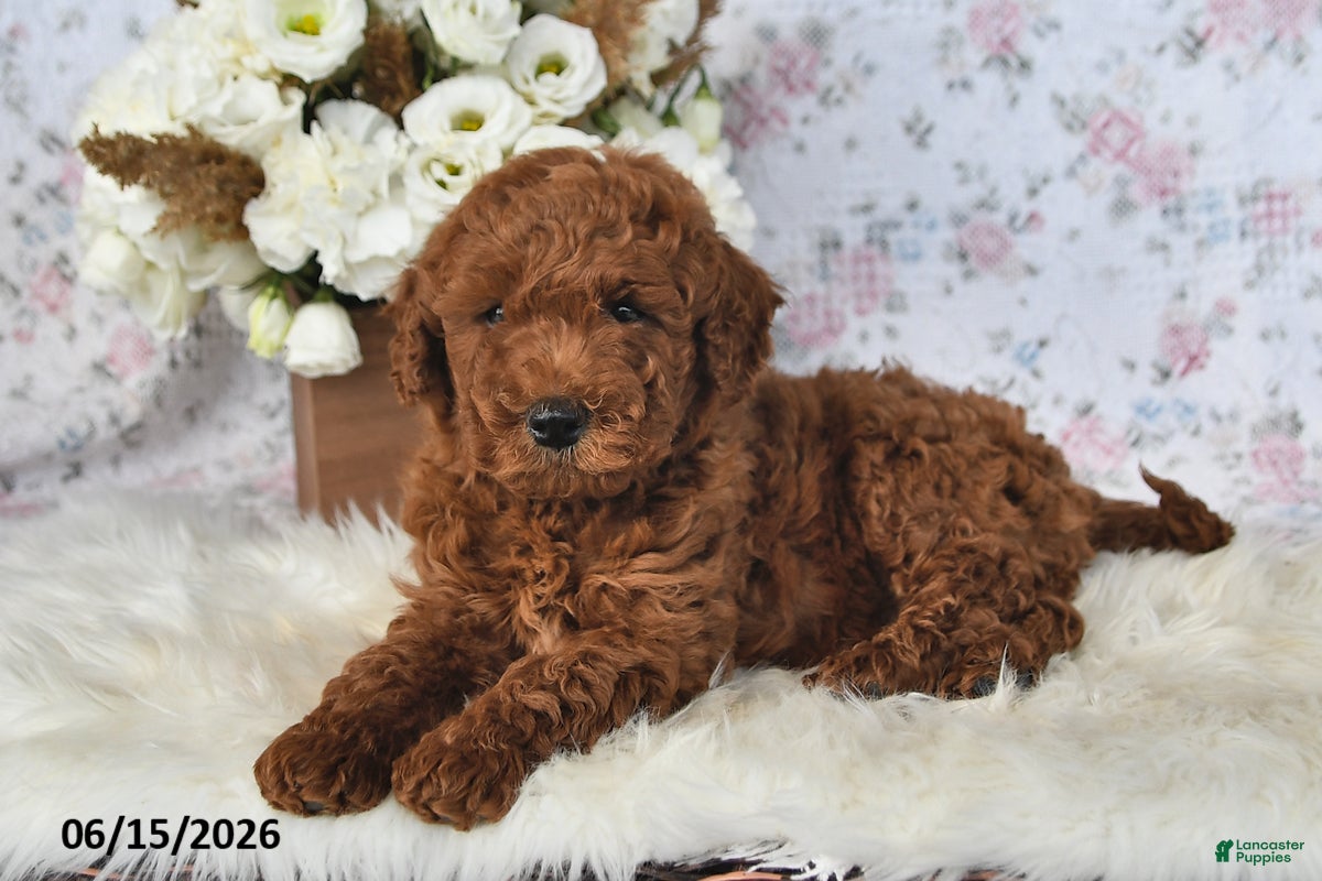 Mini Goldendoodle dogs Manny - Ad 1