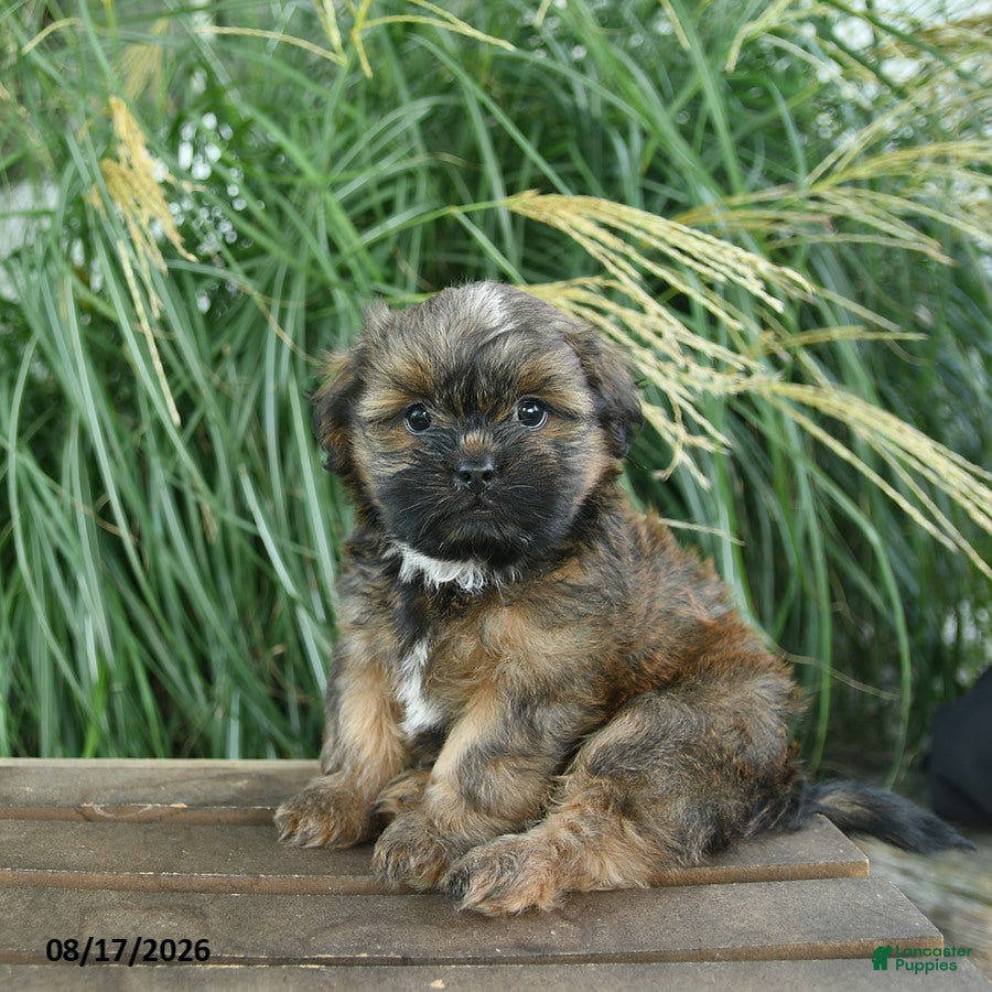 Mixed Breed dogs Mocha  - Ad 2