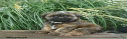 Mixed Breed dogs for sale: Mocha  - Ad 2