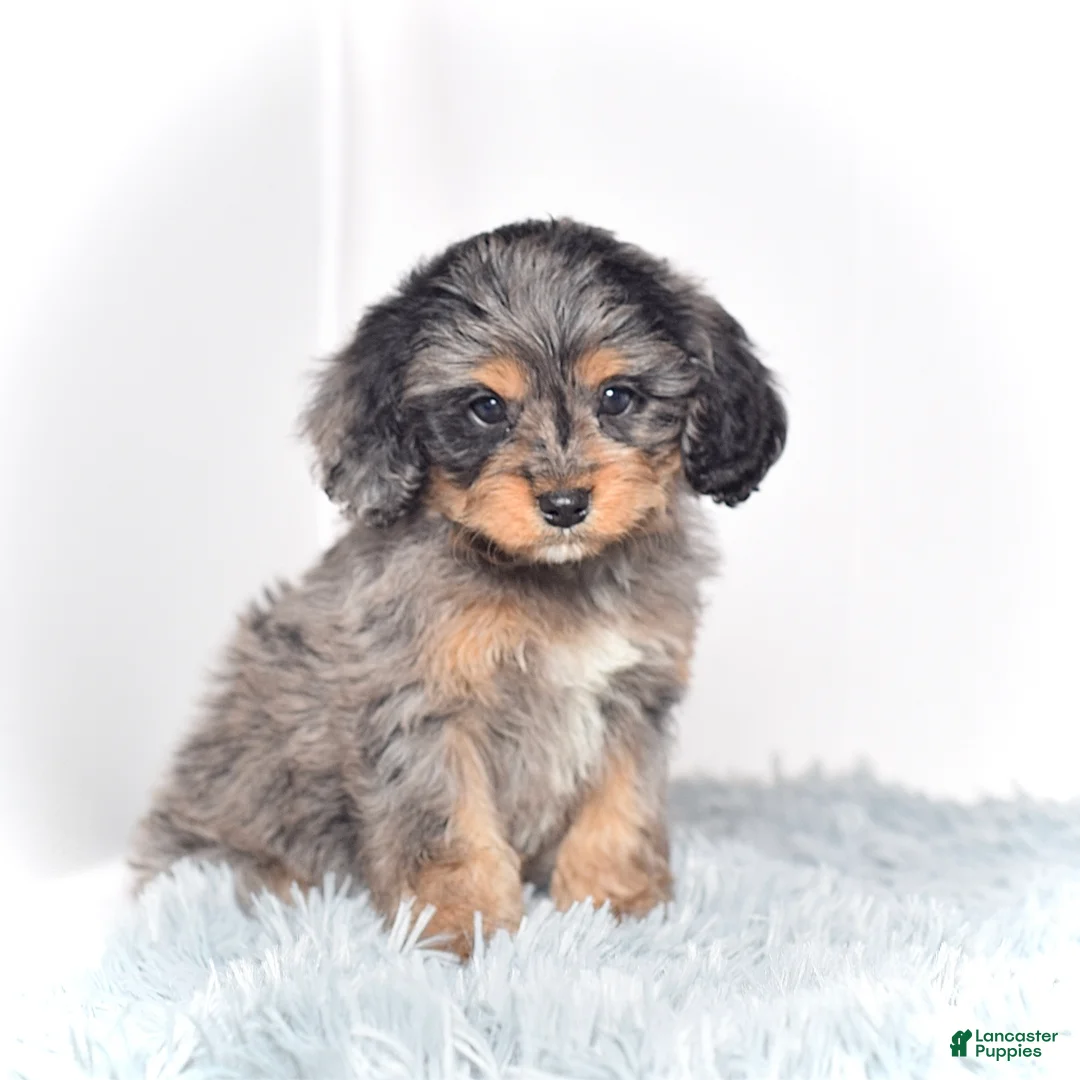 Cavapoo dogs for sale: Ms. Belle - Ad 4