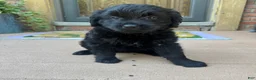 Mixed Breed dogs for sale: 1 Serena - Ad 4