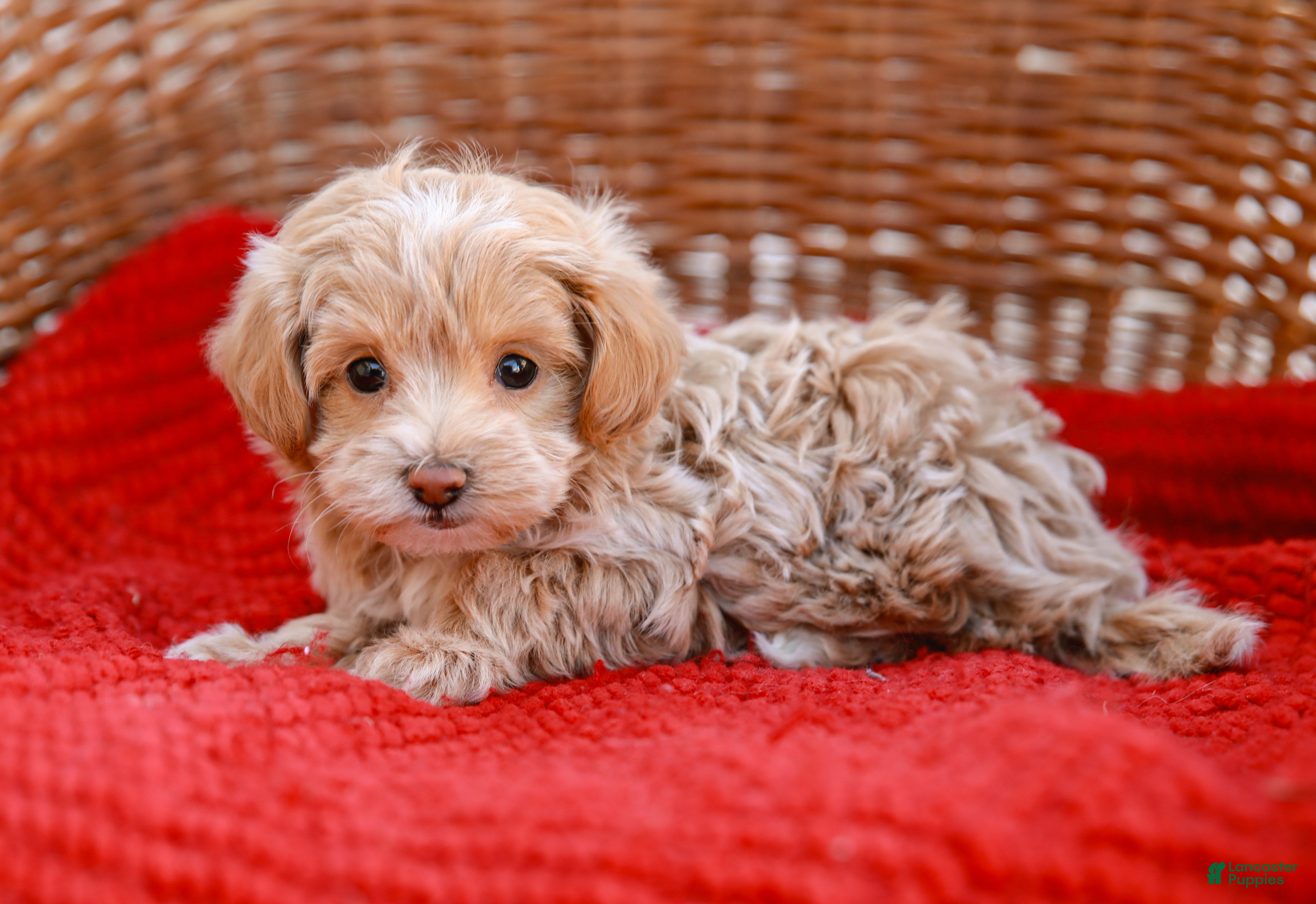 Maltipoo dogs Stanley - Ad 2