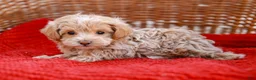 Maltipoo dogs for sale: Stanley - Ad 2