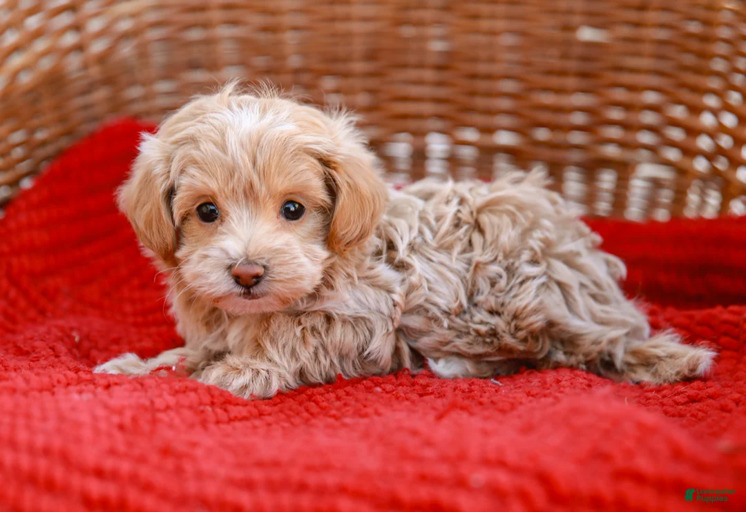 Maltipoo dogs for sale: Stanley - Ad 2