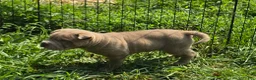 Shar Pei dogs for sale: Lyla - Ad 7