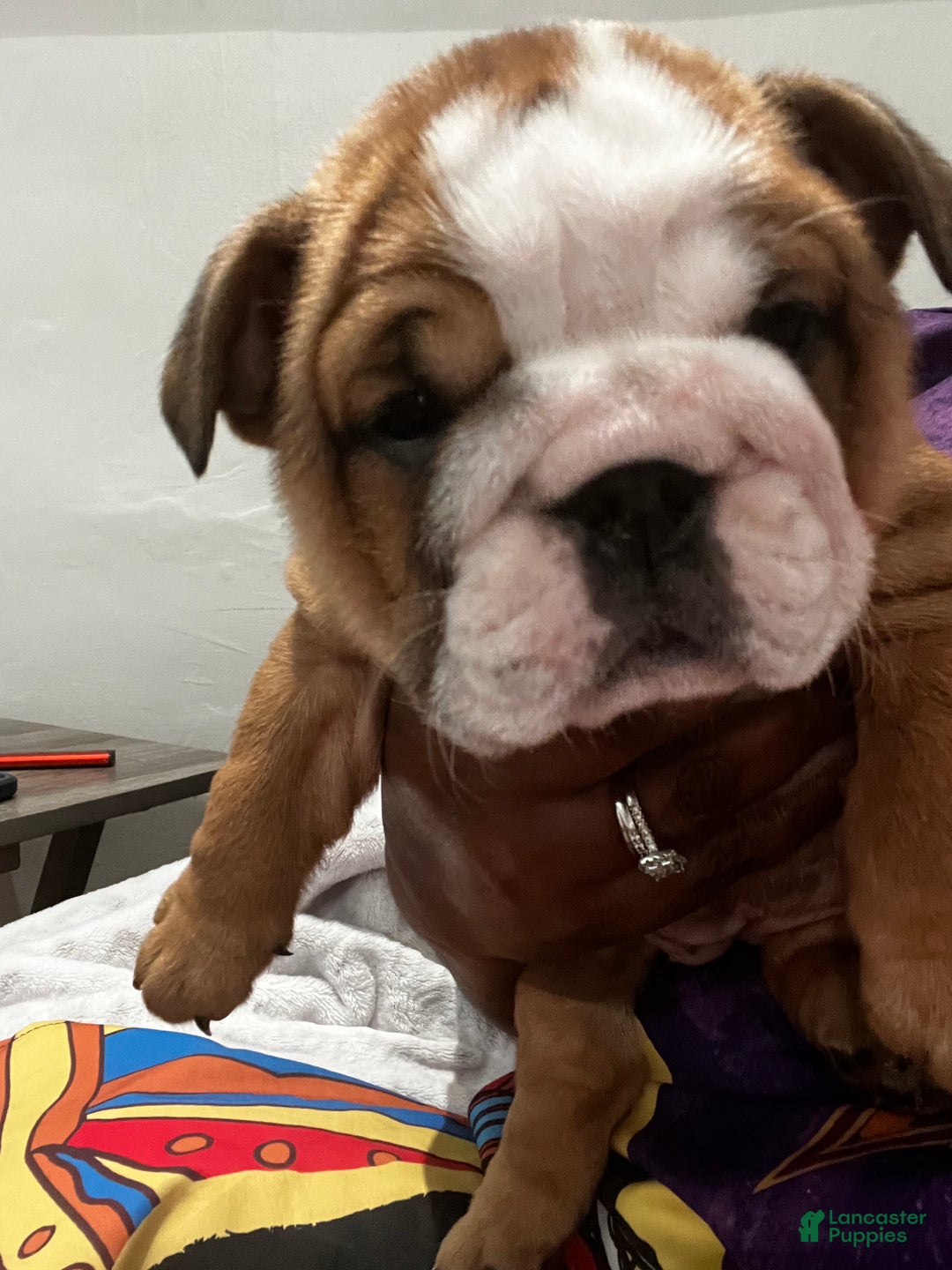English Bulldog dogs for sale: English Bulldog litter of 5 puppies - Ad 15