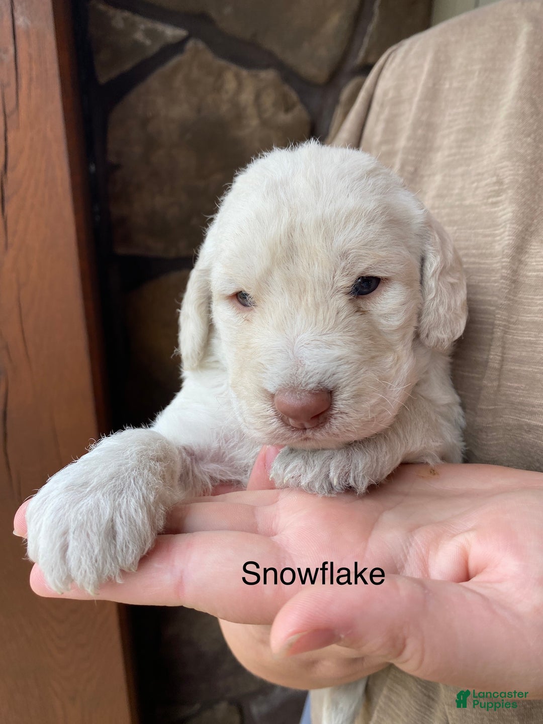 Labradoodle dogs for sale: Snowflake - Ad 19