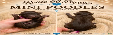 Miniature Poodle 4