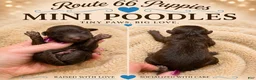 Miniature Poodle dogs for sale: Miniature Poodle 4 - Ad 1