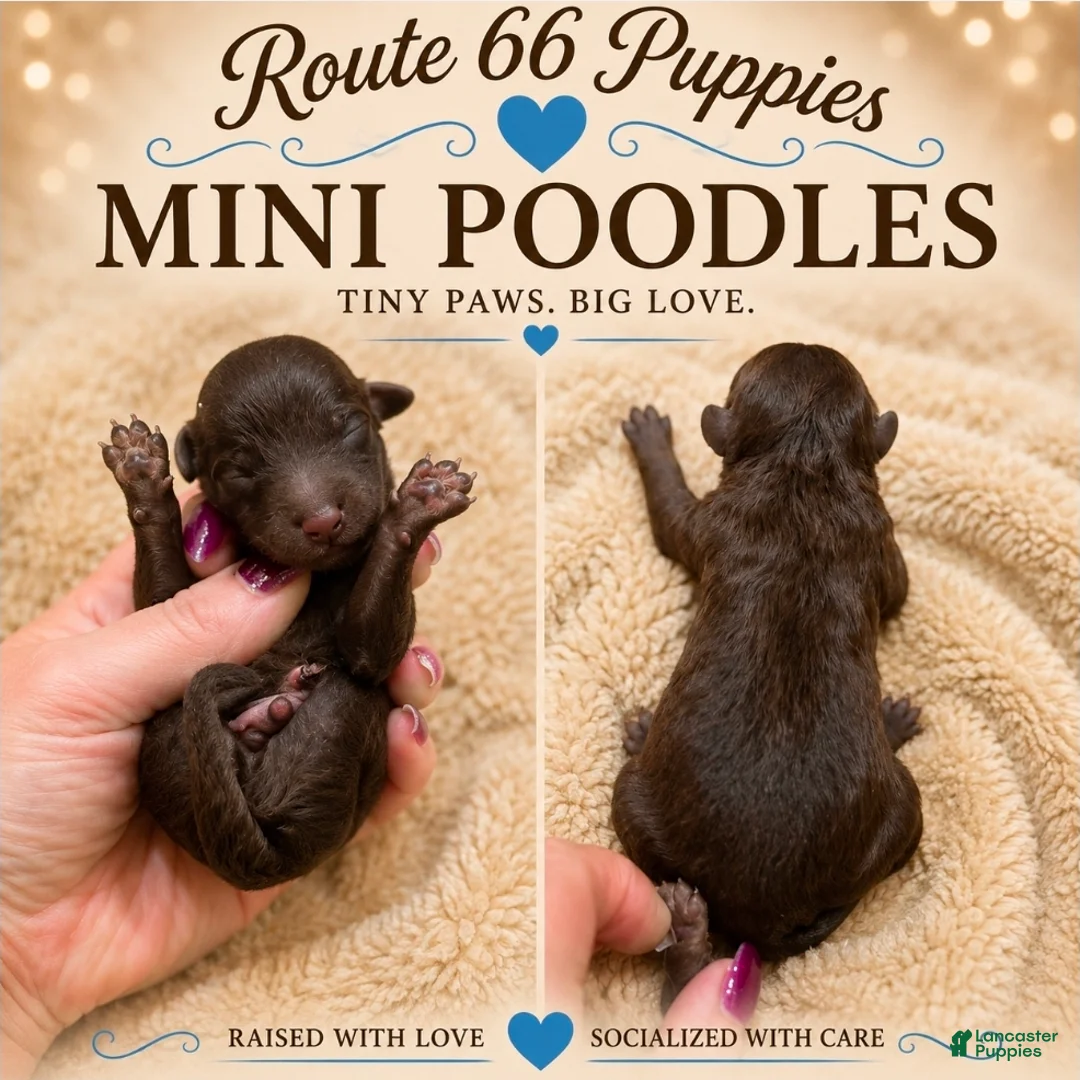Miniature Poodle dogs for sale: Miniature Poodle 4 - Ad 1