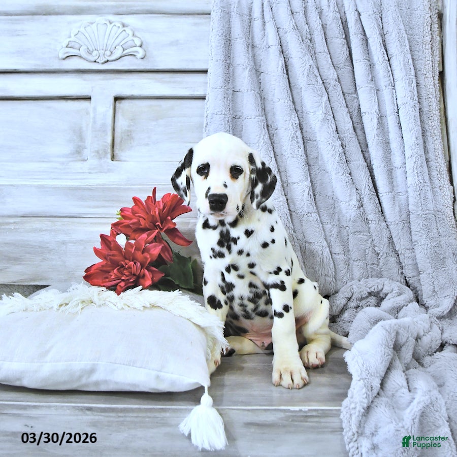 Dalmatian dogs Pongo - Ad 1