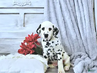 Dalmatian dogs for sale: Pongo - Ad 4