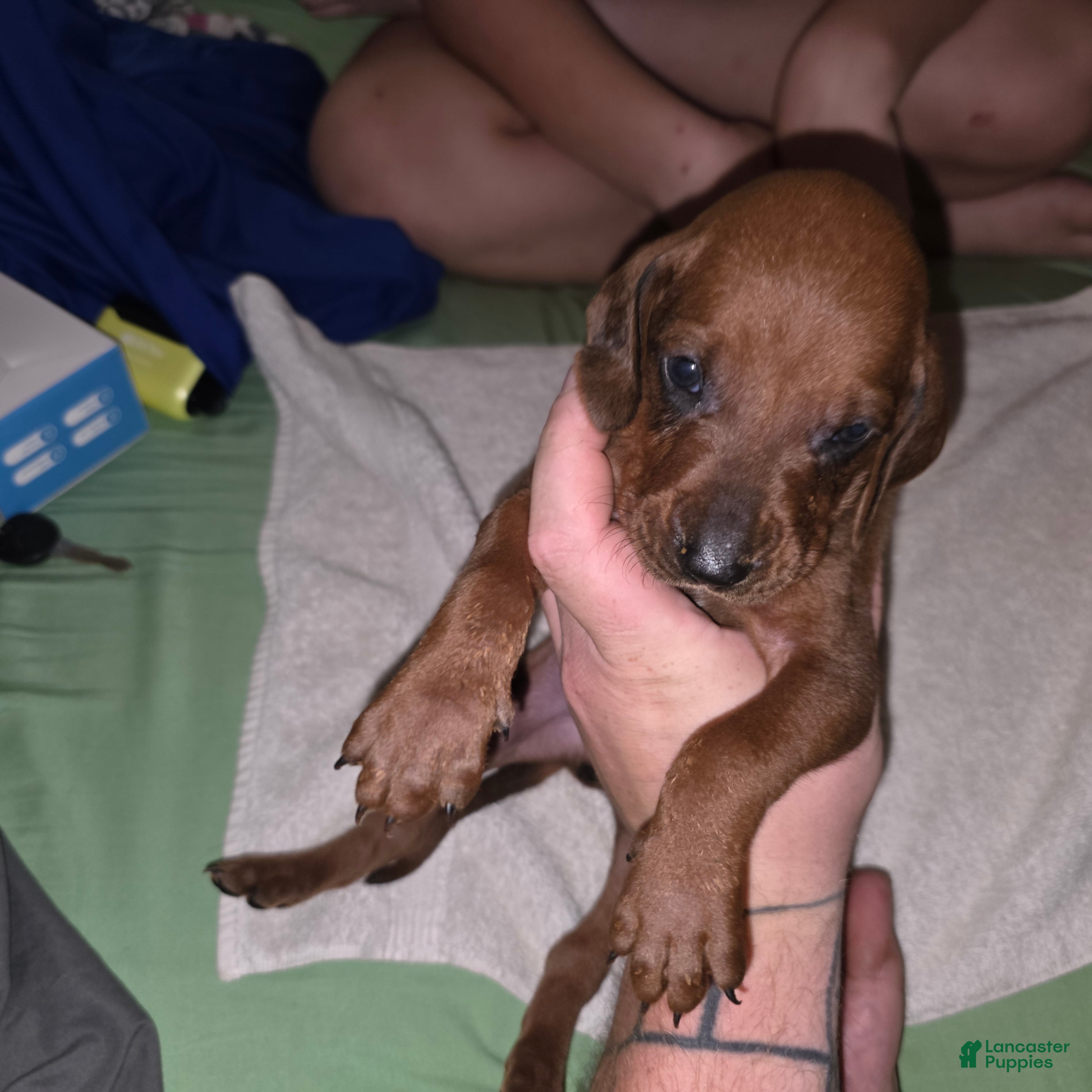 Redbone Coonhound dogs Redbone Coonhound 5 - Ad 9