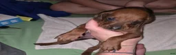Redbone Coonhound dogs for sale: Redbone Coonhound 5(d green) - Ad 4