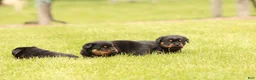 Rottweiler dogs for sale: Shon - Ad 5