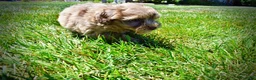 Havapoo dogs for sale: Innocent - Ad 13