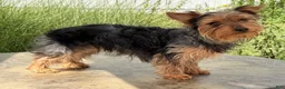Yorkshire Terrier dogs for sale: Zora - Ad 6