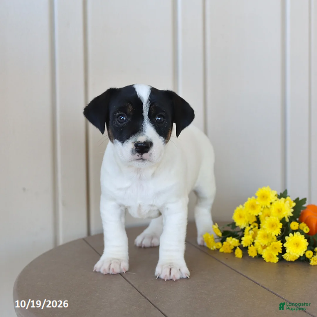 Jack Russell Terrier dogs for sale: Bubbles - Ad 1