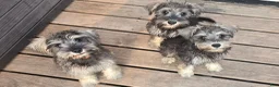 Miniature Schnauzer dogs for sale: Miniature Schnauzer 5 - Ad 3