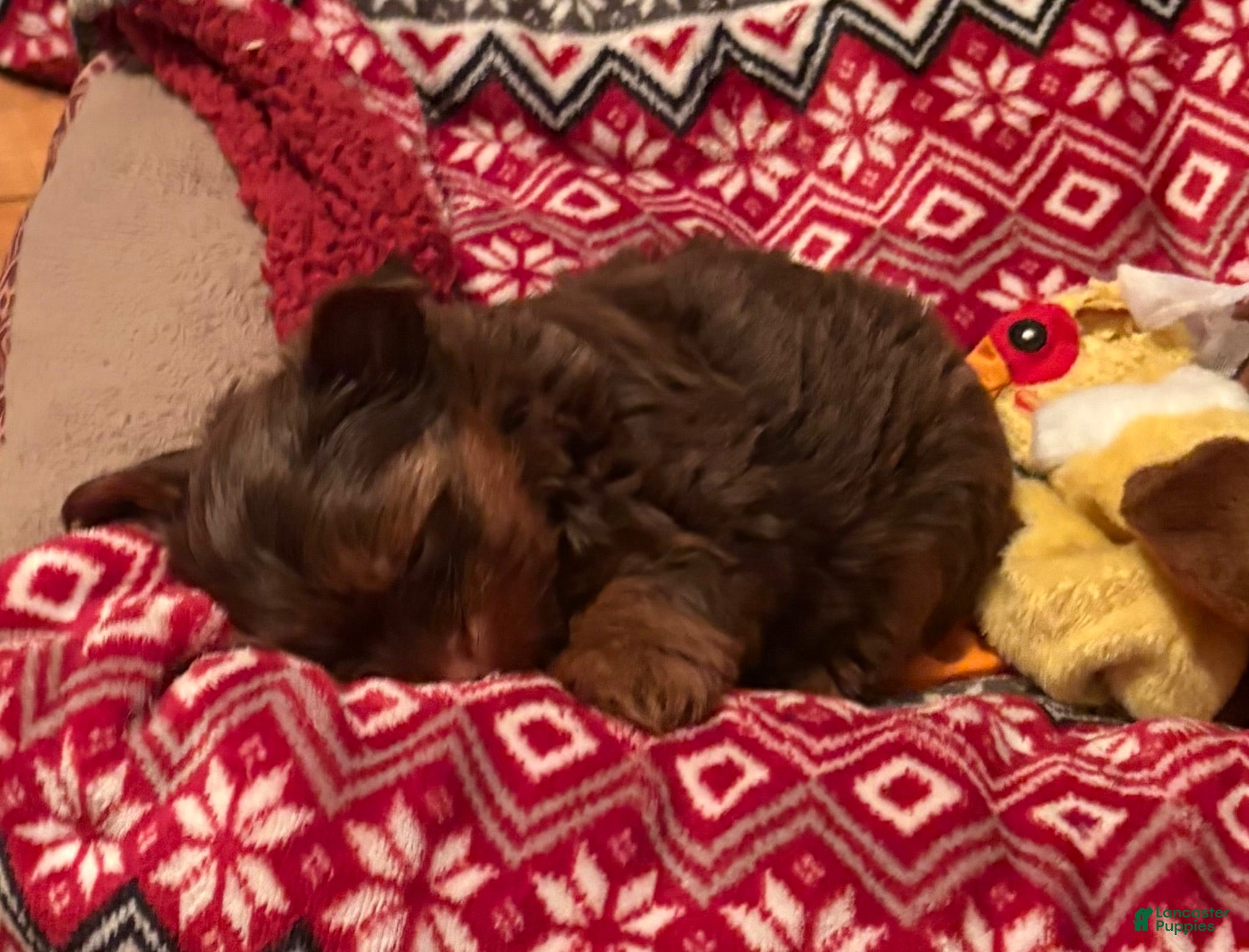 Yorkshire Terrier dogs Yorkshire Terrier 1 - Ad 2